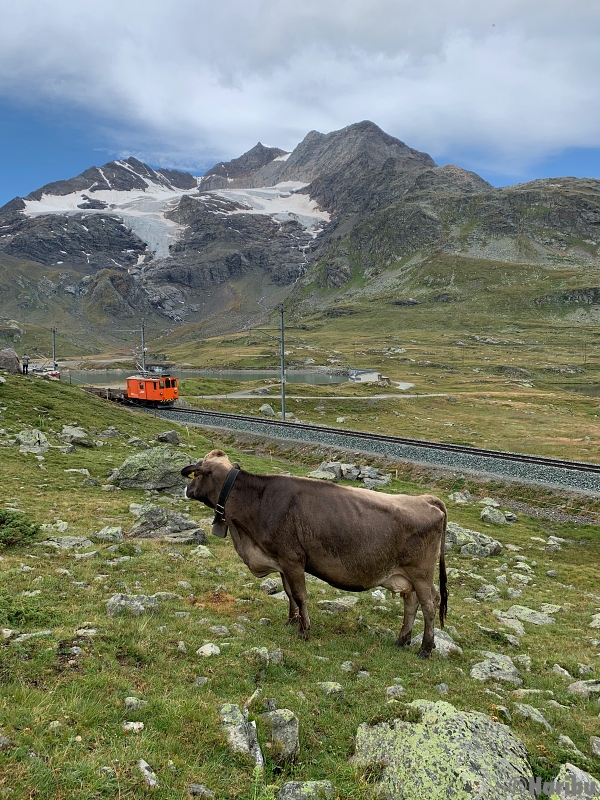 De 2/2 151
23.03.2023 Ausrangiert, Verkauf an Club 1889 / Wohlis Kutschbetrieb Pontresina
